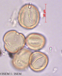 ISEM 1/Thapsia_garganica_403/Thapsia_garganica_403_0001(copy)_thumb.jpg